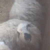 میش ابستن رومایه