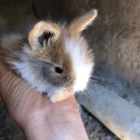 بچه خرگوش جرسی لوپ|موش و خرگوش|قائم‌شهر, |دیوار