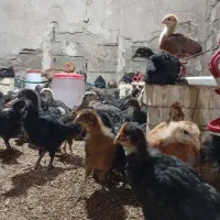 فروش نیمچه مرغ ۱ماهه و ۳مامه