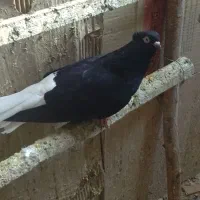 کبوتر کرمانشاه ، زاغ دمسفید