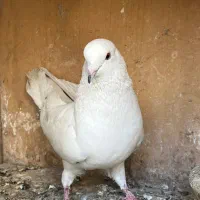 کفتر خوب غریب گیری  یجا