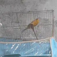 قناری نر بخون