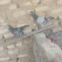 کبوتر|پرنده|خرامه, |دیوار