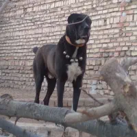 سگ نر افغان|سگ|ورامین, ورامین|دیوار