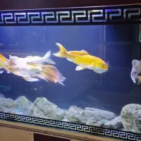 ماهی کوی|ماهی|تهران, نصرت|دیوار