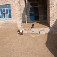 بزشیری جوان|حیوانات مزرعه|لیلان, |دیوار