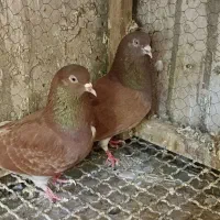 کبوتر سرخ