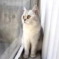 بریتیش ماده 1ساله جفت خورده