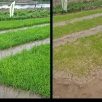 کود ارگانیک برای رشد گیاهان