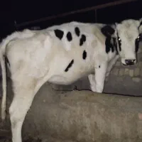 گوساله ماده آماده تلقیح وزن 350بالا