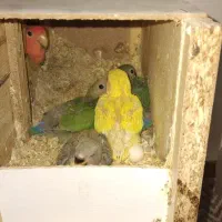 طوطی برزیلی جفت به همراه جوجه ها