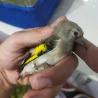 سهره