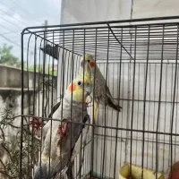 عروس هلندی نروماده لیمویی و طوسی