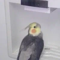 عروس هلندی گم شده