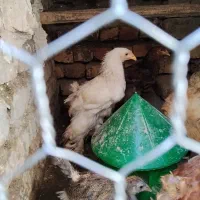 برهما ۳ماهه(غوول)