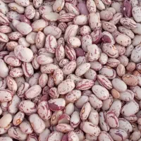 لوبیا قرمز و چیتی