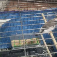 پرنده،فنچ