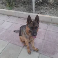 واگذاری سگ ژرمن نر ۲ساله