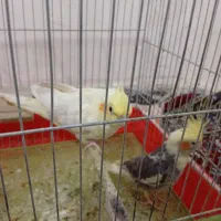 عروس نر و ماده جفت|پرنده|پیرانشهر, |دیوار