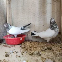 چهار جفت کفتر اصیل|پرنده|خلخال, |دیوار