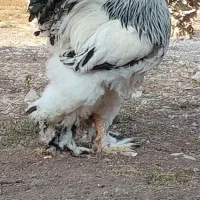 جوجه و تخم نطفه دار برهما لایت