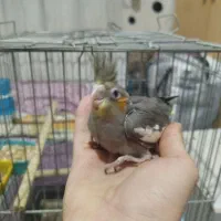 جوجه عروس هلندی