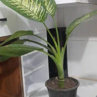 حراجی دیفن باخیا و انواع گلهای آپارتمانی