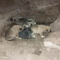 سگ سراب|سگ|محمدیه-قزوین, |دیوار