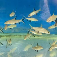 انواع لوازم آکواریوم و ماهیهای زینتی کاسپین