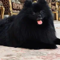 سگ‌‌ پامرین مشکی
