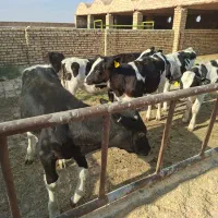 گوساله نر صنعتی|حیوانات مزرعه|جعفرآباد, |دیوار