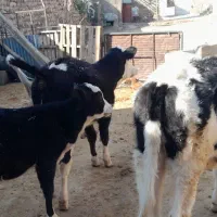 گوساله|حیوانات مزرعه|چگنی, |دیوار