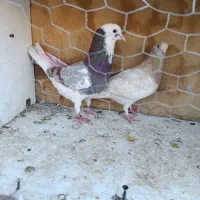 کفتر کبوتر دونه ای 400