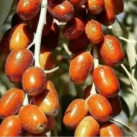 نهال سنجد قزل پاشاپور