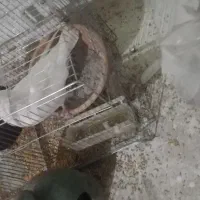 یک جفت کفتر