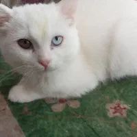 گربه ماده اسکاتیش چشم دو رنگ خشکل|گربه|مشکیندشت, |دیوار