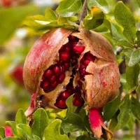 گروه انار چینی