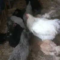 تخم مرغ|حیوانات مزرعه|قم, تعویض پلاک|دیوار