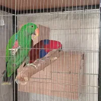 اکلکتوس ماده بالغ