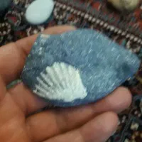 سنگ فسیل|کلکسیون اشیاء عتیقه|زنجان, |دیوار