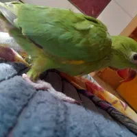 جوجه طوطی ملنگو شاه تخم