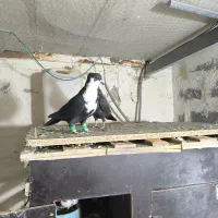 کفتر کراواتی