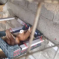 یک جفت کبوتر قجله نر و ساری ماده