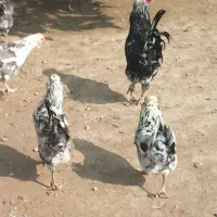 تخم نطفه دار گلین ریشو چهل تاج|حیوانات مزرعه|بهنمیر, |دیوار