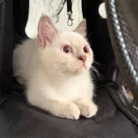 گربه بریتیش ماده