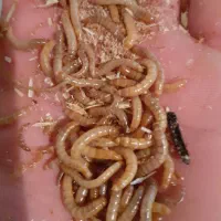 کرم میلورم زنده|خزنده|همدان, |دیوار