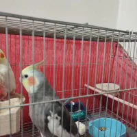 پرنده