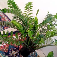 فروشی