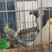 یک جفت عروس هلندی نروماده|پرنده|محمدشهر, محمدشهر|دیوار