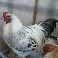 خروس نژاد برهما